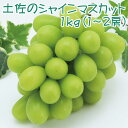 【9月発送】土佐のシャインマスカット 1kg【土佐グルメ市場...
