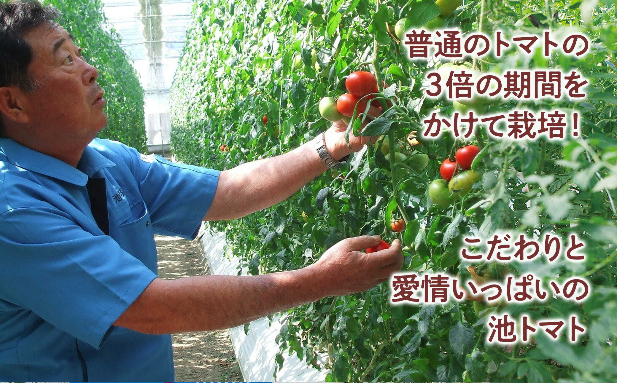 【ふるさと納税】【先行予約】お徳用フルーツトマトLサイズ 1.2kg・約15玉・Lサイズ〈2027年1月上旬〜6月上旬〉 / 糖度8度以上 フルーツトマト ふるーつとまと とまと トマト 箱詰め 甘い 濃厚【池トマト】[BQAG008] f392057-tosa-10000354 高知県土佐市 サンプル画像3