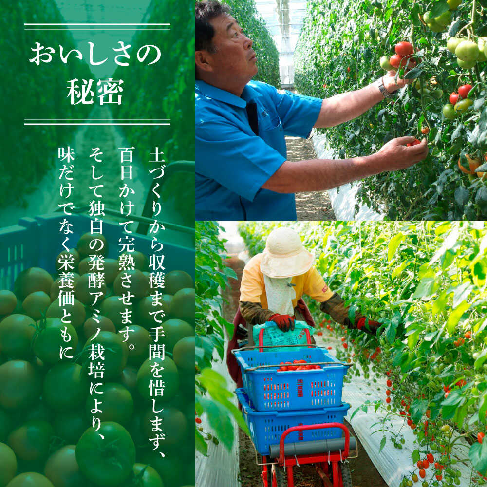 【ふるさと納税】【先行予約】【選べる内容量】フルーツトマト 訳あり 約1kg / 約2kg / 約3kg ＜2027年1月〜発送＞ / 大小混合 トマト とまと ふるーつとまと 高知 桃太郎 完熟 糖度8度以上 濃厚 野菜 料理 サラダ マリネ おいしい 新鮮 食品【池トマト】[BQAG052] f392057-tosa-10000977 高知県土佐市 サンプル画像3