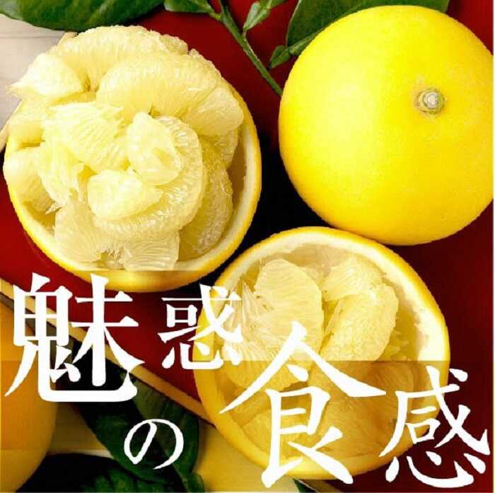 【ふるさと納税】【先行予約】☆至高の柑橘　高知産土佐文旦☆2L 21玉入【家庭用】〈2027年1月下旬頃より順次発送〉/ 柑橘 フルーツ 先行予約 ぶんたん ブンタン 果物 お取り寄せ【TAMURAKAJUEN】[BQAQ005]
