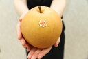 【ふるさと納税】初秋の風物詩!土佐の梨【新高梨】