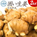 【ふるさと納税】囲生姜 2kg 2キロ しょうが ショウガ 新鮮野菜 野菜 お取り寄せ 美味しい 料理 生姜焼き 薬味 調味料 新鮮 国産 日本産 ジンジャー 常温 配送 故郷納税 ふるさと納税 高知県 高知 土佐市 14000円