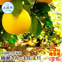 【ふるさと納税】高知県土佐市産 楠瀬さんの土佐文旦 贈答用小玉 約5kg 期間限定 高知 土佐 文旦 ぶんたん ブンタン 柑橘 みかん 果物 5キロ M〜Lサイ...