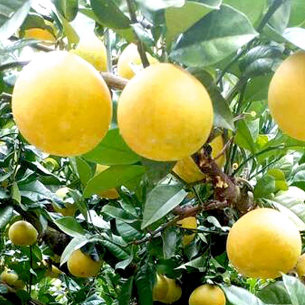 �ڤդ뤵��Ǽ�ǡ��ں�ʸö ʸö ������ ������� ���٤������� 5~20kg 5~20���� 3L��L �֤󤿤� �֥󥿥� �ե롼�� ���� �ߤ��� ��ʪ ������� ������ �ǥ����� ������ �������� ������ �����֤󤿤�� �� �ﲹ ���� �ζ�Ǽ�� �դ뤵�ȤΤ����� ������ ���θ� �ں���