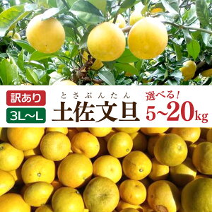 【ふるさと納税】土佐文旦 文旦 訳あり 大玉入り 選べる内容量 5~20kg 5~20キロ 3L~L ぶんたん ブンタン フルーツ 柑橘 みかん 果物 くだもの 柑橘類 デザート 家庭用 ご自宅用 お取り寄せ 松岡ぶんたん園 国産 常温 配送 故郷納税 ふるさとのうぜい 返礼品 高知県 土佐市