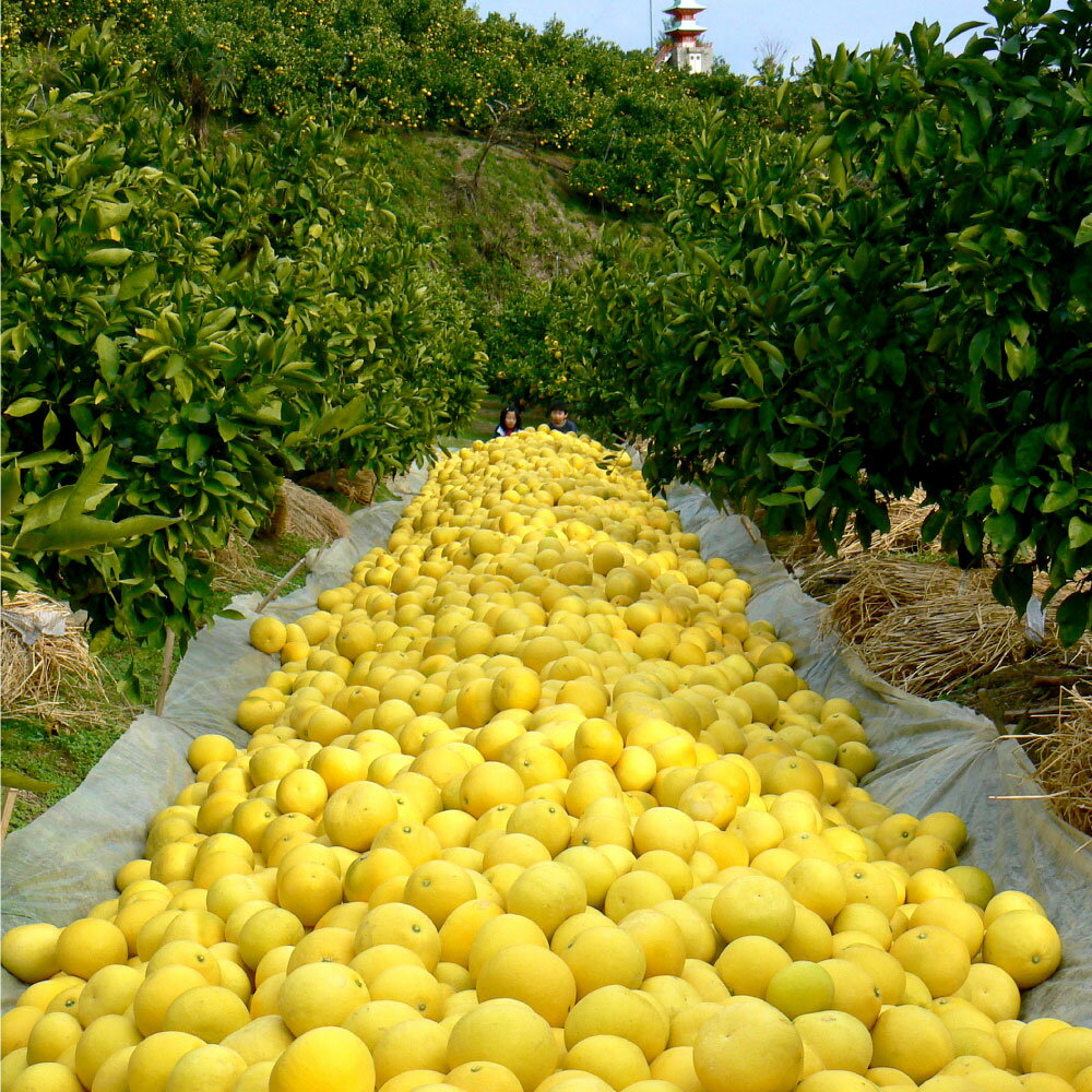 �ڤդ뤵��Ǽ�ǡ�ʸö ������(���) ��10kg 10���� 2L������ 19~22������ �֤󤿤� �֥󥿥� �ե롼�� ���� �ߤ��� ��ʪ ������� ������ �ǥ����� ������ �� �ﲹ ���� �ζ�Ǽ�� �դ뤵�ȤΤ����� ������ ���θ� �ں��� �ޥ�ĥ��̼�����ں�ʸö