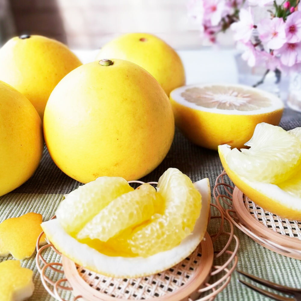 【先行予約】【ふるさと納税】文旦 贈答用(中玉) 約5kg 5キロ 2Lサイズ 10~11個入り ぶんたん ブンタン フルーツ 柑橘 みかん 果物 くだもの 柑橘類 デザート お取り寄せ 国産 常温 配送 故郷納税 ふるさとのうぜい 返礼品 高知県 土佐市 マルツジ果樹園の土佐文旦 15000円