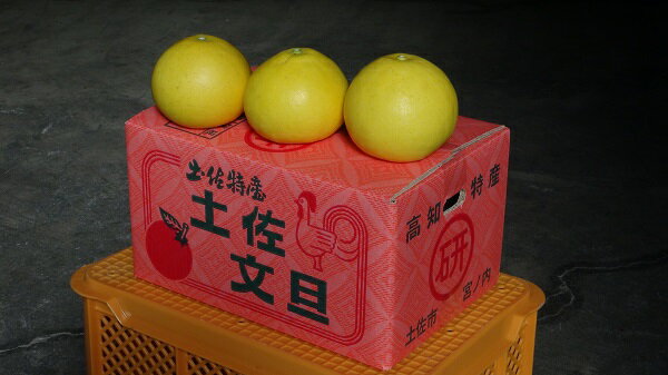 高知県土佐市の画像2