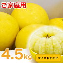 13位! 口コミ数「3件」評価「5」生産者直送 土佐文旦4.5kg【サイズ混合2L～4L】家庭用 文旦 柑橘 みかん フルーツ ぶんたん ブンタン 果物 産地直送 お取り寄せ ･･･ 