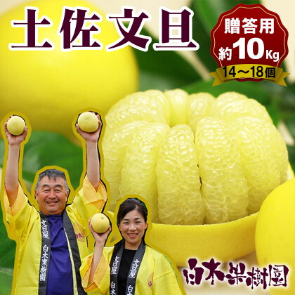 【果樹園直送】土佐文旦 特選品贈答用　約10kg　3L～4L（13～18個）果物 柑橘 フルーツ ぶんたん ブンタン 分担 高知県土佐市 お取り寄せ 産地直送 おいしい 美味しい 返礼品 白木果樹園