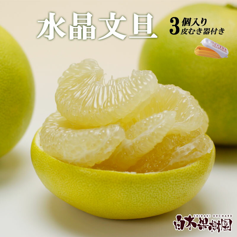 [先行予約]水晶文旦 柑橘皮むき器付き 約1.2kg Lサイズ (3個入り)[2026年10月上旬〜11月上旬頃発送] / 文旦 ブンタン ぶんたん 水晶文旦 果物 柑橘 フルーツ 秋 旬 故郷納税 ふるさとのうぜい 返礼品 高知県[白木果樹園][BQAI015]