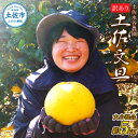 【ふるさと納税】本場、高知県土佐市産!土佐水谷農園の露地土佐文旦 家庭用約5キロ 5kg 大小混合(L〜上限なし:8玉前後) 訳あり 文旦 ぶんたん ブンタン ...