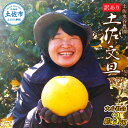 【ふるさと納税】土佐水谷農園の露地土佐文旦 家庭用約3キロ 3kg 大小混合 ぶんたん ブンタン フルーツ 柑橘 みかん 果物 くだもの 柑橘類 デザート おや...