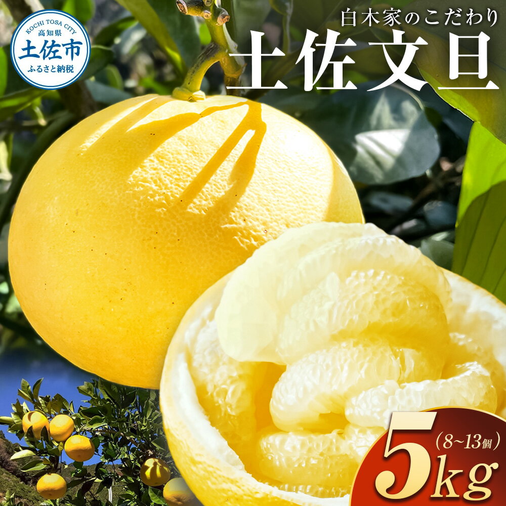 白木家のこだわり土佐文旦 露地 文旦 約5kg 8~13個入り L~3Lサイズ混合 ぶんたん ブンタン 果物 柑橘 フルーツ お取り寄せ 特産品 美味しい 高知県産 ギフト 贈答品 贈り物 常温 配送 故郷納税 ふるさとのうぜい 返礼品 高知県
