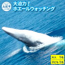 【ふるさと納税】ホエールウォッチング 大人1名と子供1名分相当 11000円分クーポン レジャー 体験型 アクティビティ ウォッチング 観察 旅行 観光 遊ぶ ...