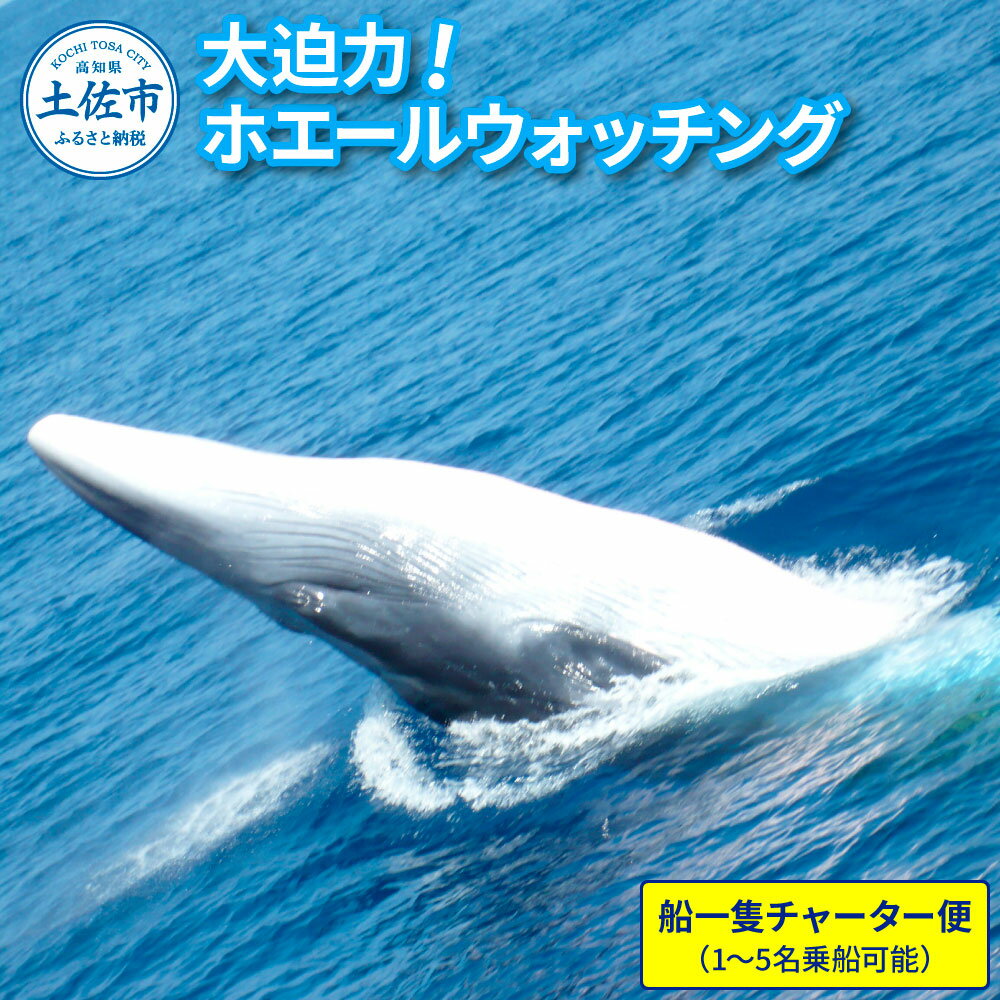 ホエールウォッチング 船一隻チャーター便相当 1〜5名分 40000円分 チャーター便 貸し切り レジャー 体験型 アクティビティ ウォッチング 旅行 観光 遊ぶ クジラ くじら 鯨 イルカ 土佐湾 海 動物 自然 親子 故郷納税 ふるさとのうぜい 返礼品 高知県 土佐市