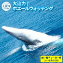 【ふるさと納税】ホエールウォッチング 船一隻チャーター便相当 1〜5名分 40000円分 チャーター便 貸し切り レジャー 体験型 アクティビティ ウォッチング...