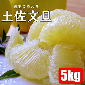 【ふるさと納税】園主こだわりの土佐文旦 5kg 2024年1月下旬より順次発送 文旦 みかん 柑橘 ぶんたん ブンタン 果物 フルーツ お取り寄せ おいしい 美味しい 故郷納税 ふるさとのうぜい ふるさと納税 春 旬 返礼品 高知県 高知 12000円