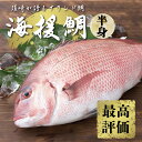 18位! 口コミ数「1件」評価「5」 鯛 タイ 刺身 片身 鮮魚 日本最高峰評価のマダイ ブランド 海援鯛 魚 産地直送 高知県 須崎市