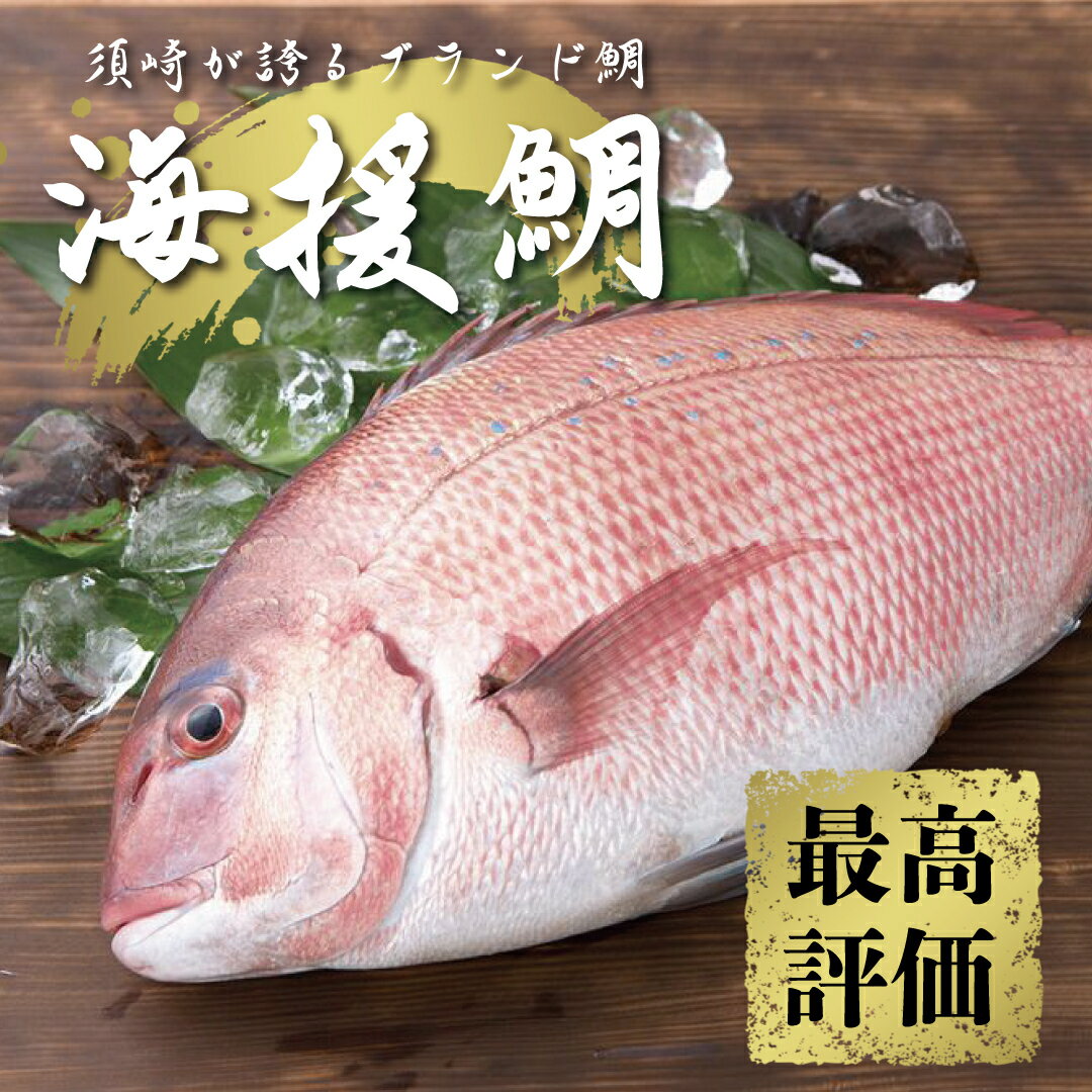 【ふるさと納税】 鯛 タイ 刺身 まるごと 1匹分 鮮魚 日本最高峰評価のマダイ ブランド 海援鯛 魚 産...