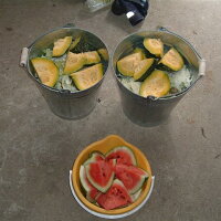 餌くだもの