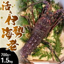 【ふるさと納税】 活き 伊勢海老 高知県産 700g~900g 1.2kg ~ 1.5kg 活 えび エビ いせえび 高級 鮮魚 イセエビ 海鮮 魚介 刺身 焼き物 汁物 ギフト 贈答 贈り物 祝い 歳暮 中元 高知 天然 海の幸 高知県 須崎市 グラタン ボイル おせち 料理 味噌汁 みそ汁