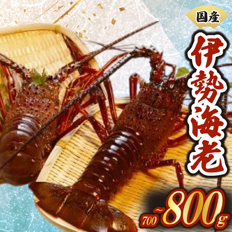 厳選 伊勢海老 1~3匹 約700~800g 天然 新鮮 海鮮 魚介類 刺身 刺し身 国産 漁師厳選 伊勢エビ いせえび 海老 エビ 生きたまま発送 刺身 焼き物 お味噌汁 鍋 ボイル エビフライ アレンジ可 産地直送 新鮮 絶品 海鮮 常温 ギフト 贈答 高知県 須崎市