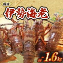 【ふるさと納税】 厳選 伊勢海老 2〜6匹 約1.4〜1.6kg 天然 新鮮 海鮮 魚介類 刺身 刺し身 国産 漁師厳選 伊勢エビ いせえび 海老 エビ 生きた...