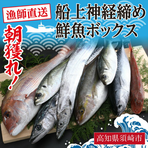 鮮魚 詰め合わせ 旬 厳選 獲れたその場で 神経締め しているので 鮮度抜群 冷蔵 送料無料 アジ 鯵 さば サバ 鯖 かつお 鰹 シマアジ カンパチ 鯛 タイ 鰆 サワラ ハマチ ブリ ヒラメ 鮃 イサキ イカ 烏賊 高知 の 魚 魚介 海鮮 須崎市 九石大敷