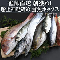 【ふるさと納税】 お楽しみ！ 鮮魚詰め合わせ　旬の厳選！ 獲れたその場で神経締めしているので鮮度抜群！ 送料無料