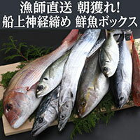 楽天市場 ふるさと納税 お楽しみ 鮮魚詰め合わせ 旬の厳選 獲れたその場で神経締めしているので鮮度抜群 送料無料 高知県須崎市