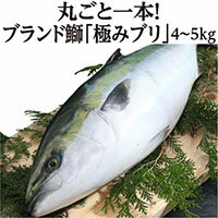 【ふるさと納税】ブリ 丸ごと一本！ブランド鰤「極みブリ」4~5kg 産地直送 お刺身 しゃぶしゃぶ 照り焼き 忘年会 新年会 送料無料