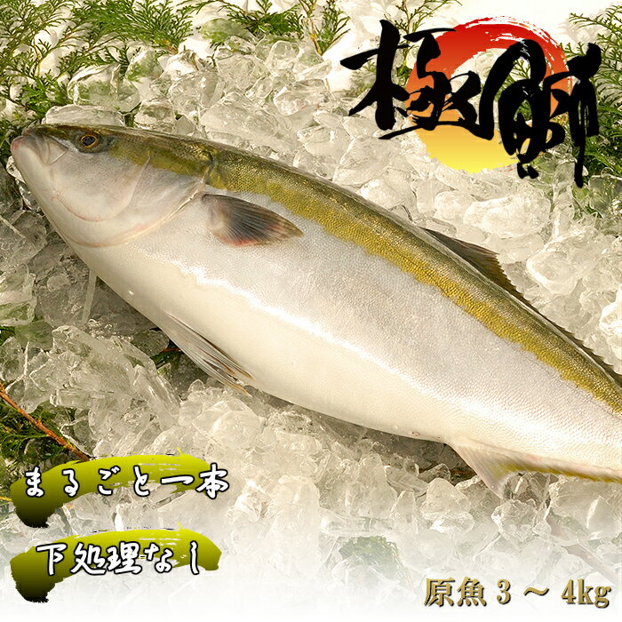 【ふるさと納税】丸ごと一本！ブランド鰤「極みブリ」3~4kg 産地直送 お刺身 しゃぶしゃぶ 照り焼き 忘年会 新年会 送料無料