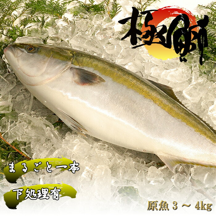 【ふるさと納税】丸ごと一本！ブランド鰤「極みブリ」3〜4kg（下処理有） 産地直送 お刺身 しゃぶしゃぶ 照り焼き 忘年会 新年会 送料無料