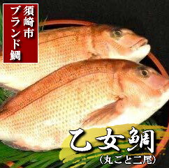 【ふるさと納税】 乙女鯛 2.0kg～2.5kg 魚 鮮魚 海鮮 ブランド 乙女鯛 2匹 刺身 鯛めし たい 鯛 新鮮 ...