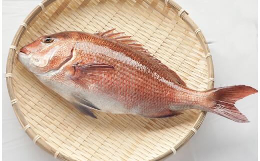 【ふるさと納税】 タイ 鯛 約0.9～1kg まるごと 1匹分 魚 鮮魚 ブランド 乙女鯛 刺身 新鮮 鯛めし 高知県 須崎市のサムネイル