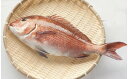 11位! 口コミ数「52件」評価「4.94」 タイ 鯛 約 900g～1kg まるごと 1匹分 魚 鮮魚 ブランド 乙女鯛 刺身 新鮮 鯛めし 高知県 須崎市