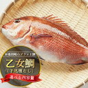 【ふるさと納税】 鯛 選べる 容量 まるごと 1尾 ~ 2尾 ( 900g~1kg 2.0kg~2.5kg )産地直送 新鮮 高知県産 ブランド鯛 小島水産 乙女鯛 真鯛 鮮魚 魚 マダイ 刺身 鯛めし 鯛しゃぶ 煮付け アラ汁 味噌汁 高知県 須崎市 祝 中元 歳暮 正月 お食い初め 父の日 敬老の日