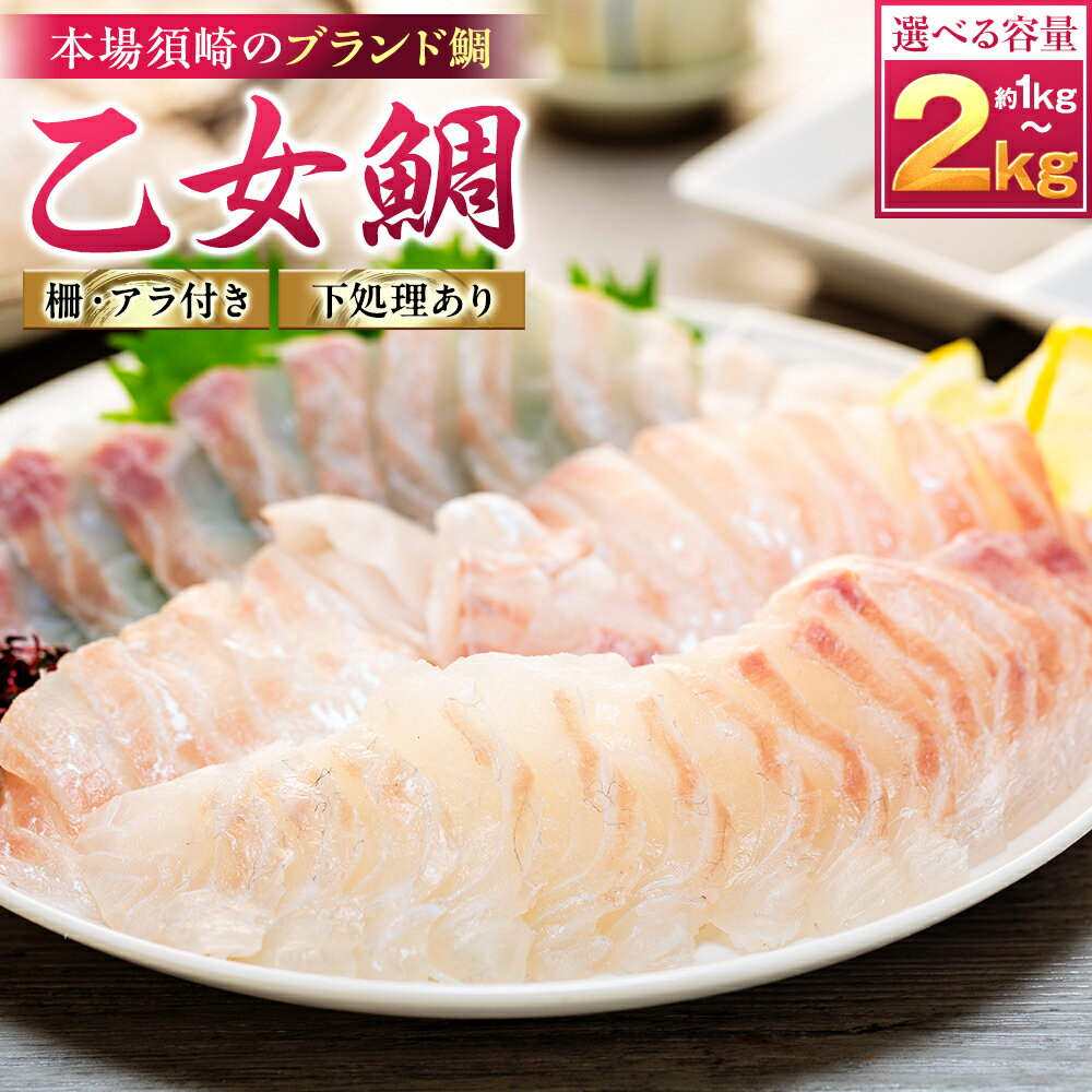 【ふるさと納税】 真鯛 刺身 用 柵 アラ付き 1～2尾 セット 本場須崎のブランド鯛 乙女鯛 ( 新鮮 冷蔵 刺身 お刺し身 タイ 鯛 高級魚 鮮魚 海鮮 魚介 煮付け 鯛めし 鯛茶漬け 鯛しゃぶ アラ汁 皿 高知県 須崎市 ふるさと納税鯛 )
