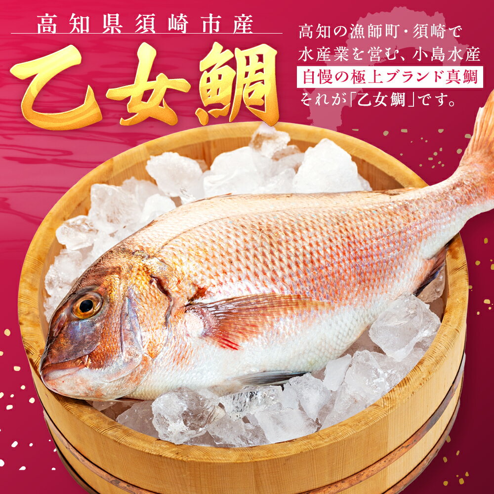 【ふるさと納税】 真鯛 刺身 用 柵 アラ付き 1～2尾 セット 本場須崎のブランド鯛 乙女鯛 ( 新鮮 冷蔵 刺身 お刺し身 タイ 鯛 高級魚 鮮魚 海鮮 魚介 煮付け 鯛めし 鯛茶漬け 鯛しゃぶ アラ汁 皿 高知県 須崎市 ふるさと納税鯛 )