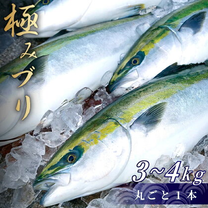 ぶり 1本 3~4kg ブランド 鰤 ぶり 冷蔵 ブリ しゃぶ 高知県須崎市 須崎市 鰤 年末 正月 ( ふるさと納税 ランキング キャンペーン やり方 限度額 仕組み シミュレーション ) KS033