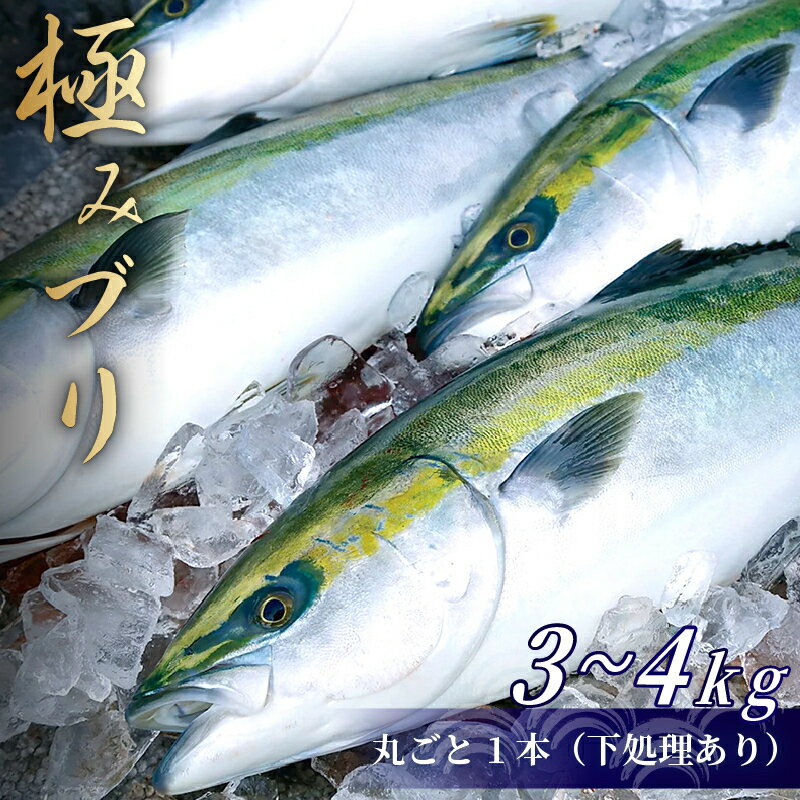 【ふるさと納税】 ぶり 1本 3~4kg （下処理有） ブランド 鰤 ぶり 冷蔵 ブリ しゃぶ 高知 ...