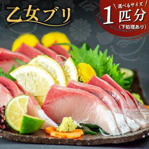 【ふるさと納税】 ぶり 1本 3〜4kg 4~5kg 下処理有 丸ごと 一本 ブランド鰤 乙女ブリ 冷蔵 ブリ しゃぶ 高知県 須崎市 須崎市 鰤 年末 正月