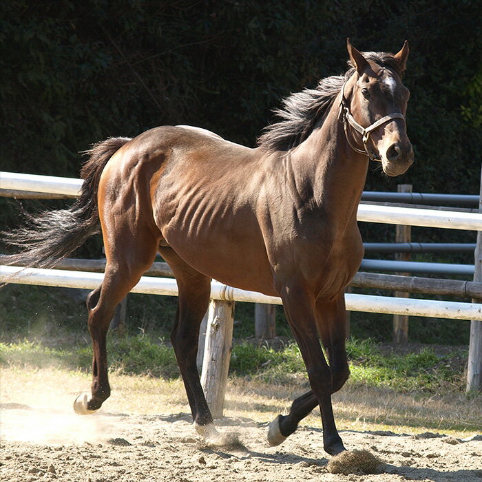 【ふるさと納税】 競走馬 支援 10万円 コー...の紹介画像3