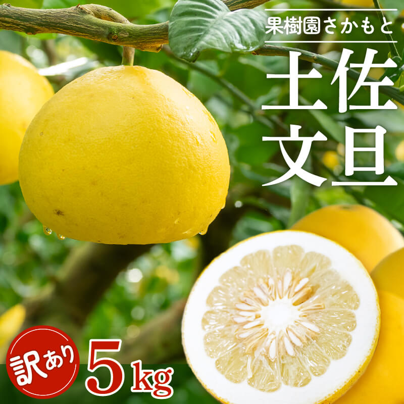 【ふるさと納税】 【 2024年 2月 より 発送 】 高知県産 土佐文旦 訳あり ぶんたん 家庭用 みかん 須崎市 5kgのサムネイル