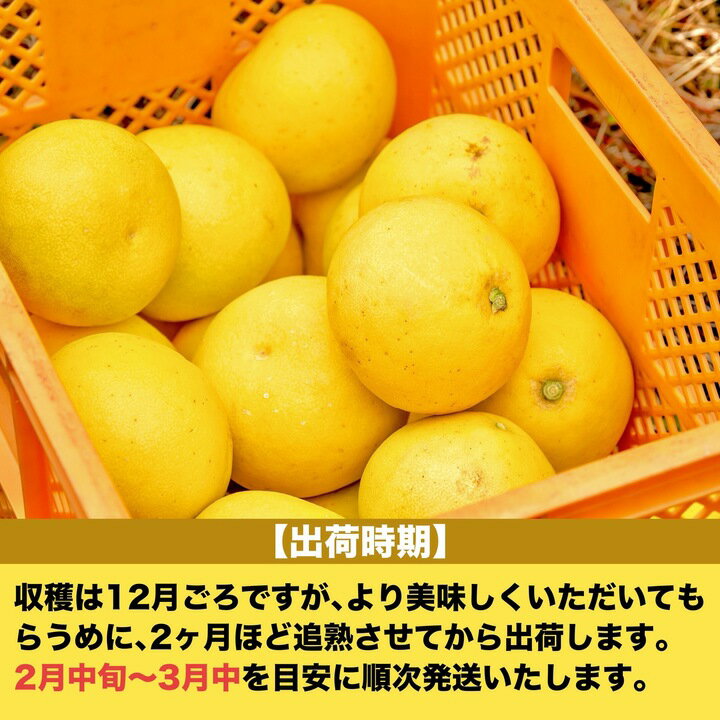 【ふるさと納税】 早期予約受付開始 文旦 訳あり 10kg あわ地区 訳あり 家庭用 10kg 【2月中旬より順次配送】 高知県産 柑橘 フルーツ 文旦 ぶんたん ブンタン 果物 ふるさと納税 文旦 みかん 蜜柑 柑橘 産地直送 期間限定 季節限定 訳あり品 高知県 須崎市 AWA010_x