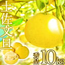 【ふるさと納税】 早期予約受付開始 文旦 あわ地区 秀品 10kg 【2月中旬より順次配送】 高知県産 柑橘 フルーツ 文旦 ぶんたん ブンタン 果物 みかん 蜜柑 柑橘 産地直送 ふるさと納税文旦 期間限定 季節限定 高知県 須崎市 AWA011_x