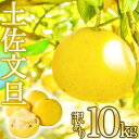 【ふるさと納税】早期予約受付開始 文旦 訳あり 10kg あわ地区 訳あり 家庭用 10kg 【2月中旬より順次配送】 高知県産 柑橘 フルーツ 文旦 ぶんたん ブンタン 果物 ふるさと納税文旦 みかん 蜜柑 柑橘 産地直送 期間限定 季節限定 訳あり品 高知県 須崎市 AWA010_x