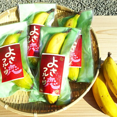 【ふるさと納税】バナナ 600g以上 有機栽培 無農薬 国産 高知 初 高知県 須崎市