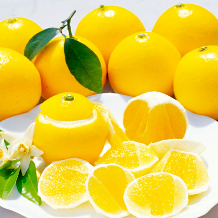 人気特価 土佐文旦 約5kg フルーツ 果物